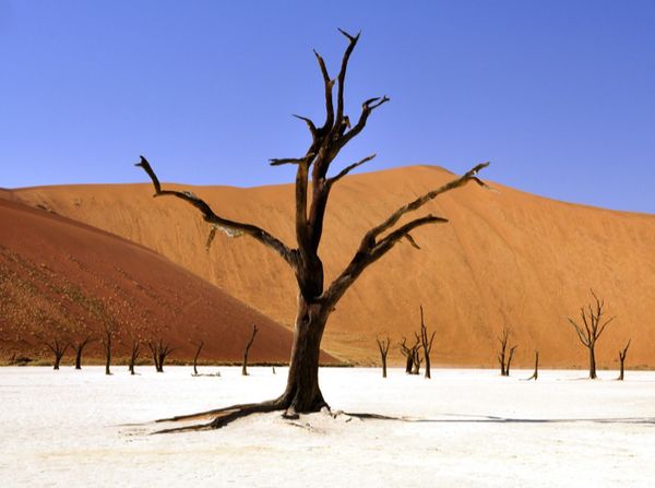 Desert with dead trees.